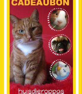 katten-cadeaubon-cadeautjes