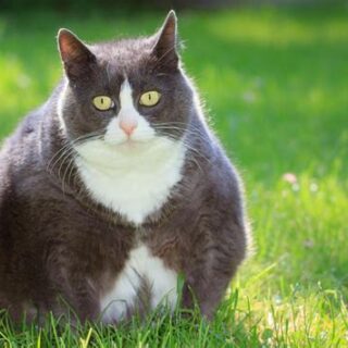 katttenvoer-kattenvoeding-obese-overgewicht-kat