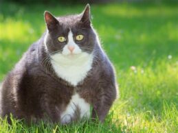 katttenvoer-kattenvoeding-obese-overgewicht-kat
