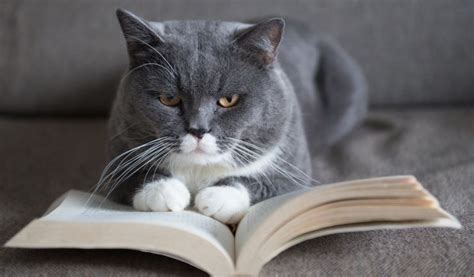 kat-boeken-kattenboek