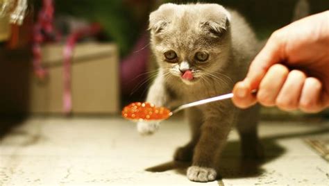 katten-voeding-voer-advies