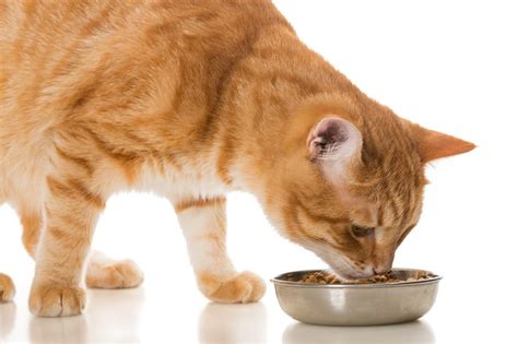 katten-voeding-voer-advies