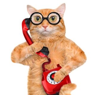 gratis-telefonisch-advies-kat-probleem