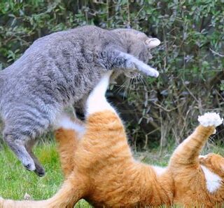 katten-agressie-vechten-in-huis