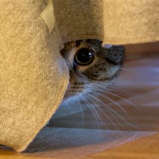 kat-angstig-stress-verstoppen