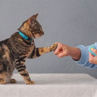 katten coach cat coach