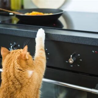 kat-steelt-eten-aanrecht-tafel-schrokken